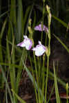 Thickleaf waterwillow